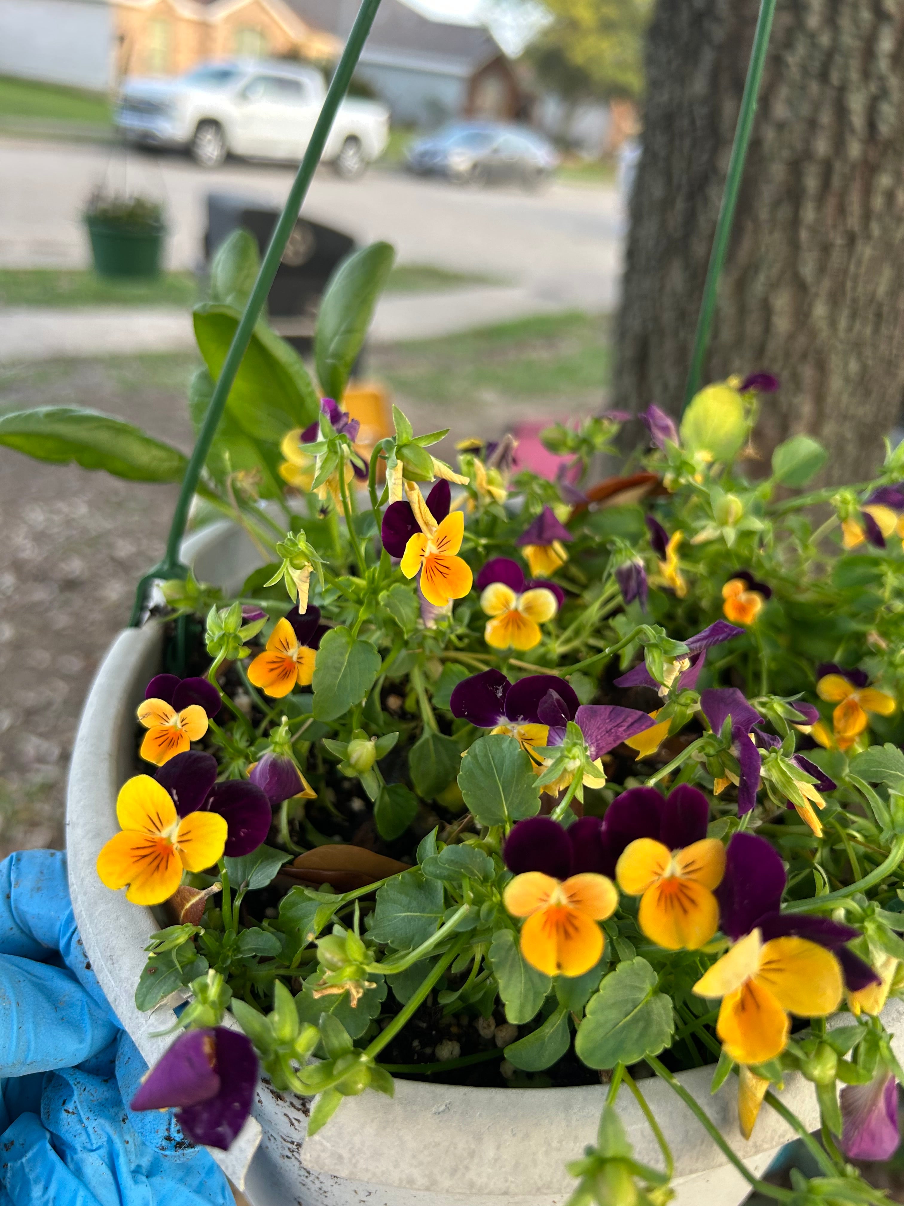 Violas Fresh 50count